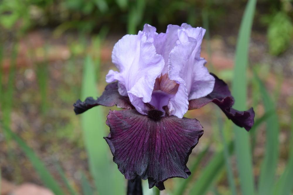 Photo of Tall Bearded Iris (Iris 'Private Eye') uploaded by Dachsylady86