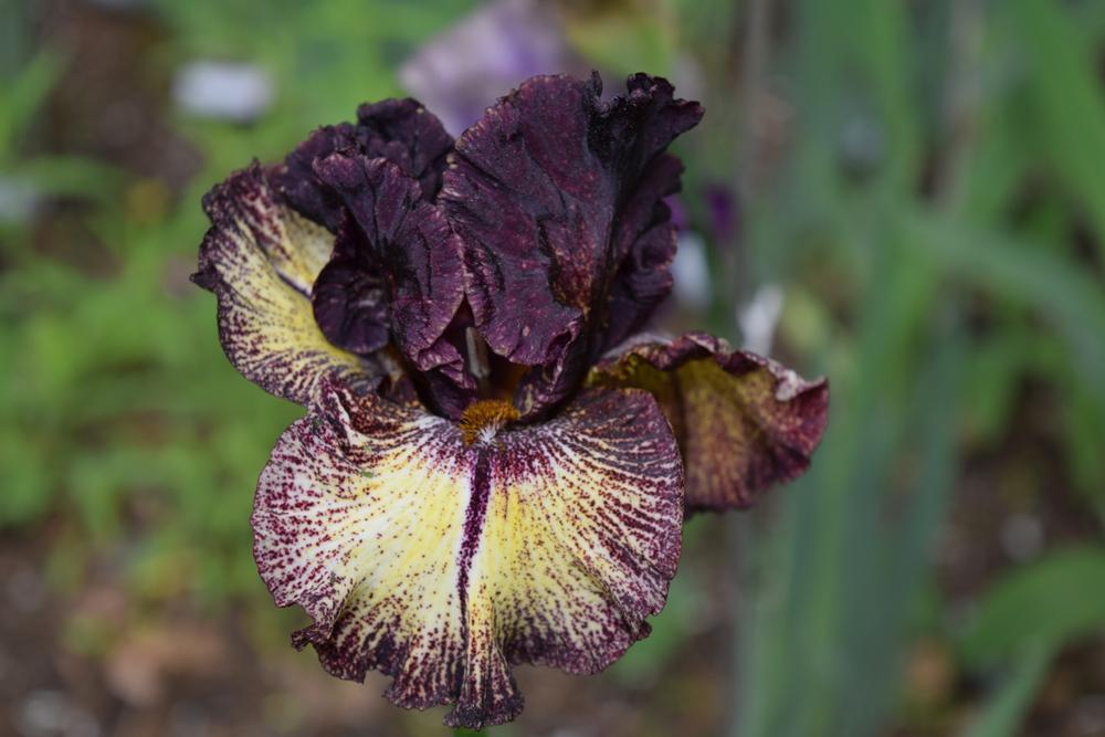 Photo of Tall Bearded Iris (Iris 'Sorbonne') uploaded by Dachsylady86