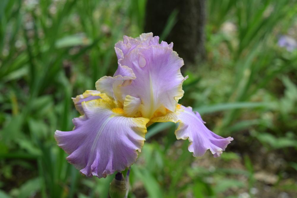 Photo of Tall Bearded Iris (Iris 'All About Spring') uploaded by Dachsylady86