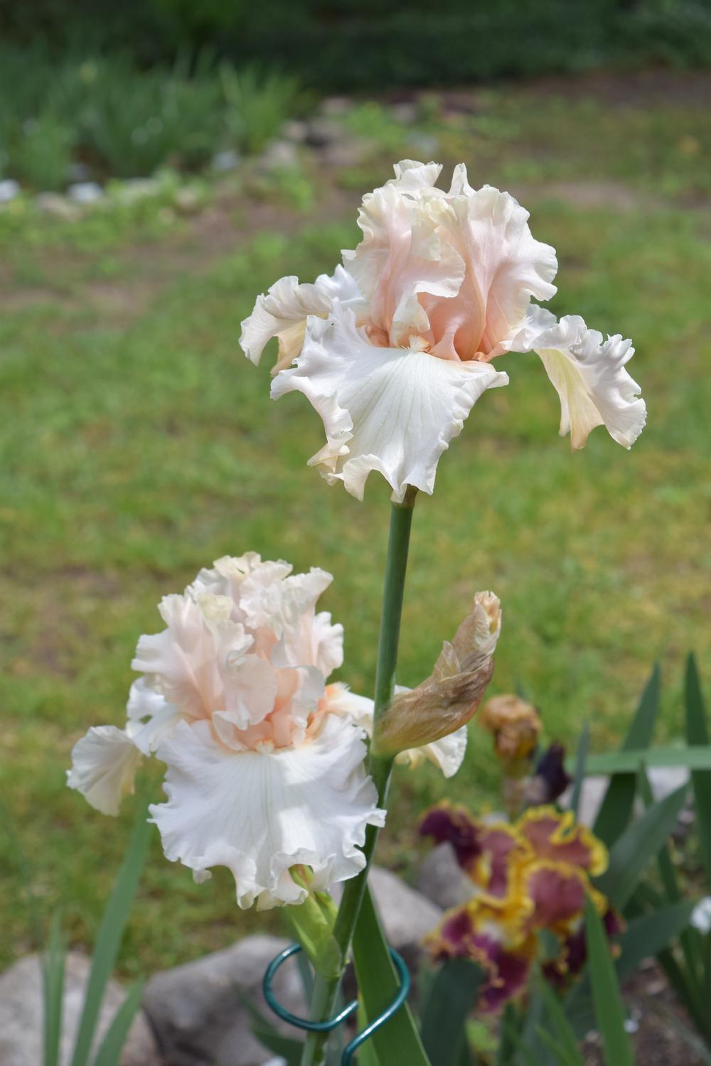 Photo of Tall Bearded Iris (Iris 'Magical') uploaded by Dachsylady86