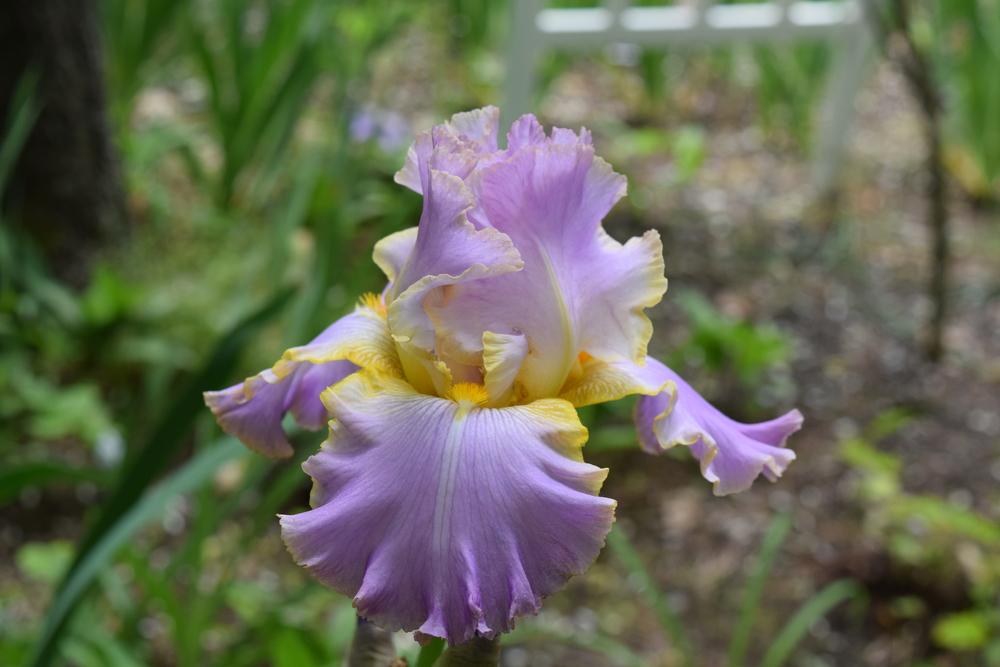 Photo of Tall Bearded Iris (Iris 'All About Spring') uploaded by Dachsylady86