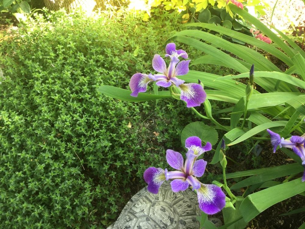 Photo of Species Iris (Iris versicolor) uploaded by DebbieC