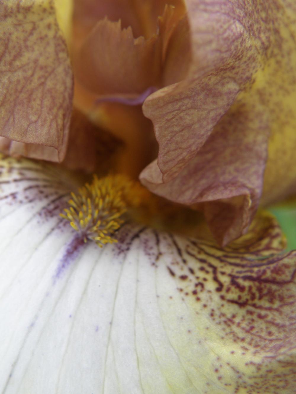 Photo of Tall Bearded Iris (Iris 'Patina') uploaded by IrisLilli