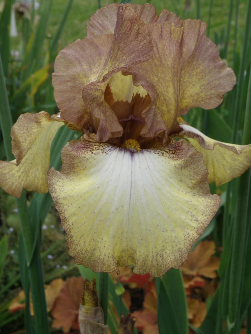 Photo of Tall Bearded Iris (Iris 'Patina') uploaded by IrisLilli