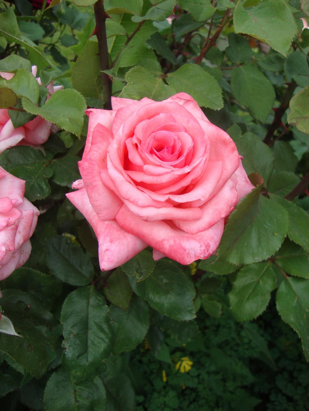 Photo of Rose (Rosa 'Aromatherapy') uploaded by Paul2032