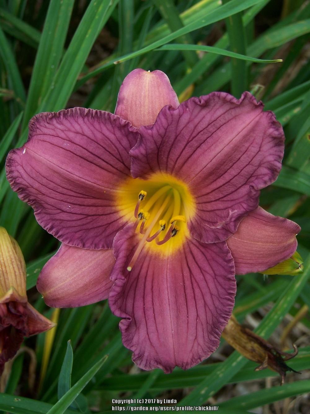 Photo of Daylily (Hemerocallis 'Purple De Oro') uploaded by chickhill