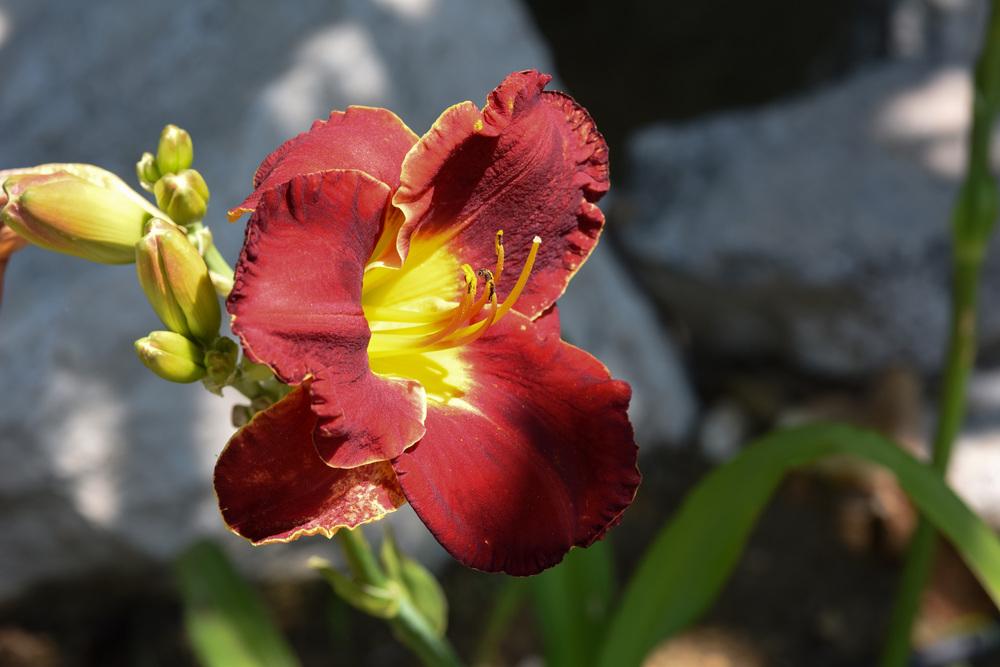Photo of Daylily (Hemerocallis 'Mississippi Red Bed Beauty') uploaded by cliftoncat