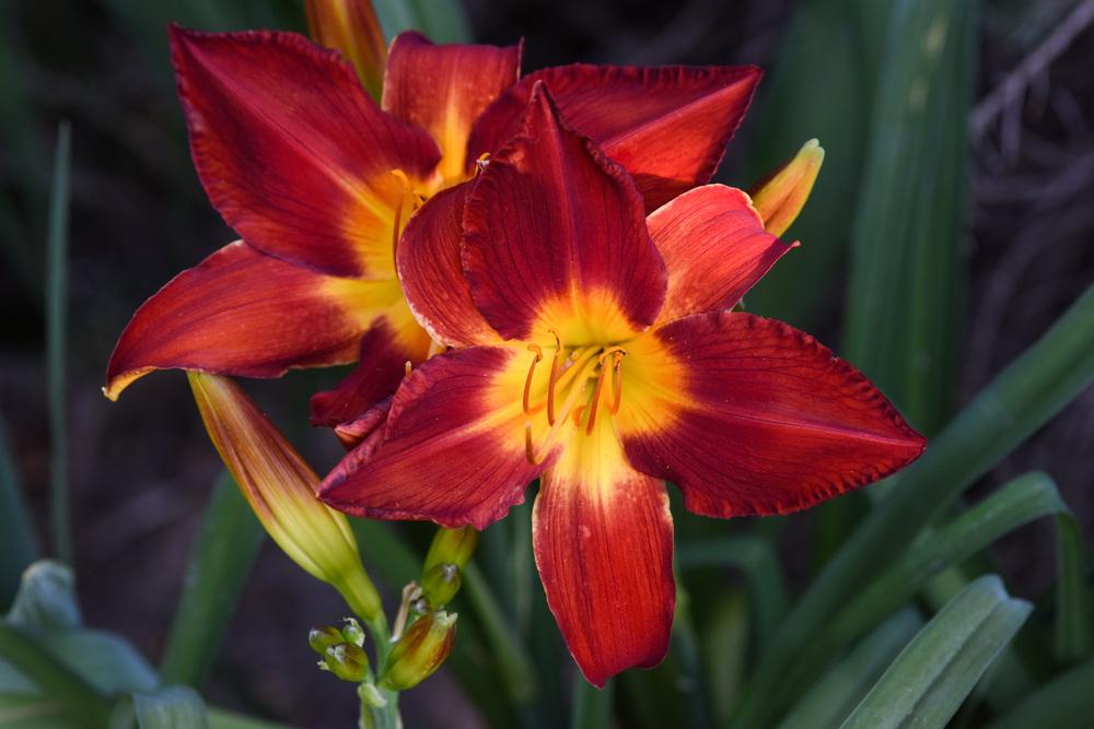 Photo of Daylily (Hemerocallis 'All American Chief') uploaded by cliftoncat