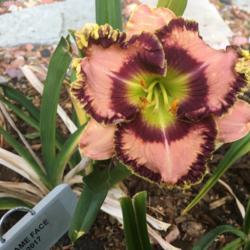 Location: My zone 5 garden 
Date: 2017-06-12
This is my very first daylily bloom this year - this is a new pla