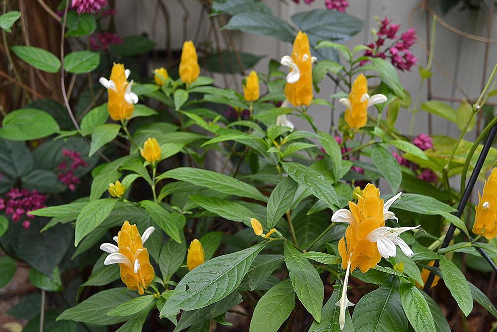 Photo of Golden Shrimp Plant (Pachystachys lutea) uploaded by sunkissed