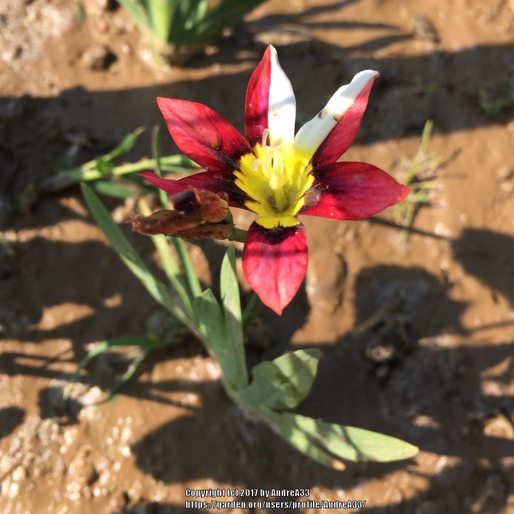 Photo of Harlequin Flower (Sparaxis tricolor) uploaded by AndreA33