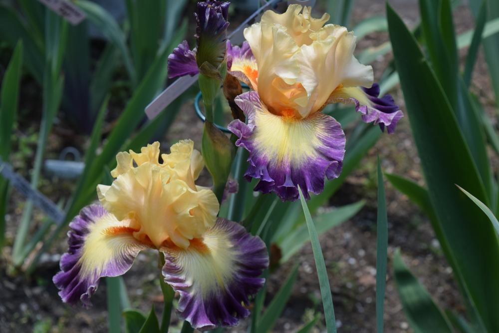 Photo of Tall Bearded Iris (Iris 'Celebratory') uploaded by Dachsylady86