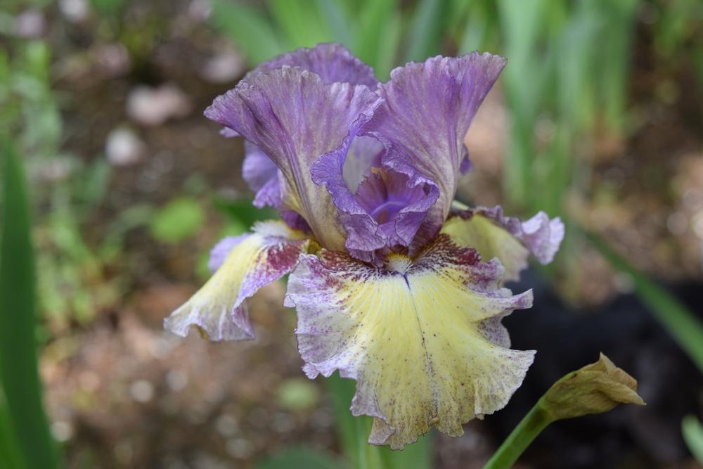 Photo of Tall Bearded Iris (Iris 'Foolish Dreamer') uploaded by Dachsylady86