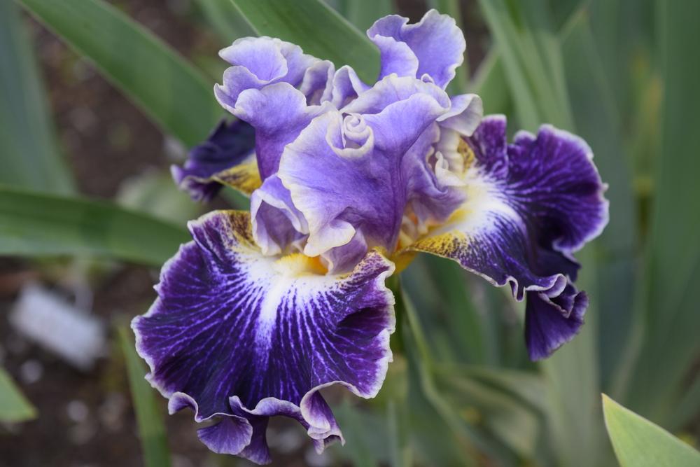 Photo of Tall Bearded Iris (Iris 'Belle Fille') uploaded by Dachsylady86