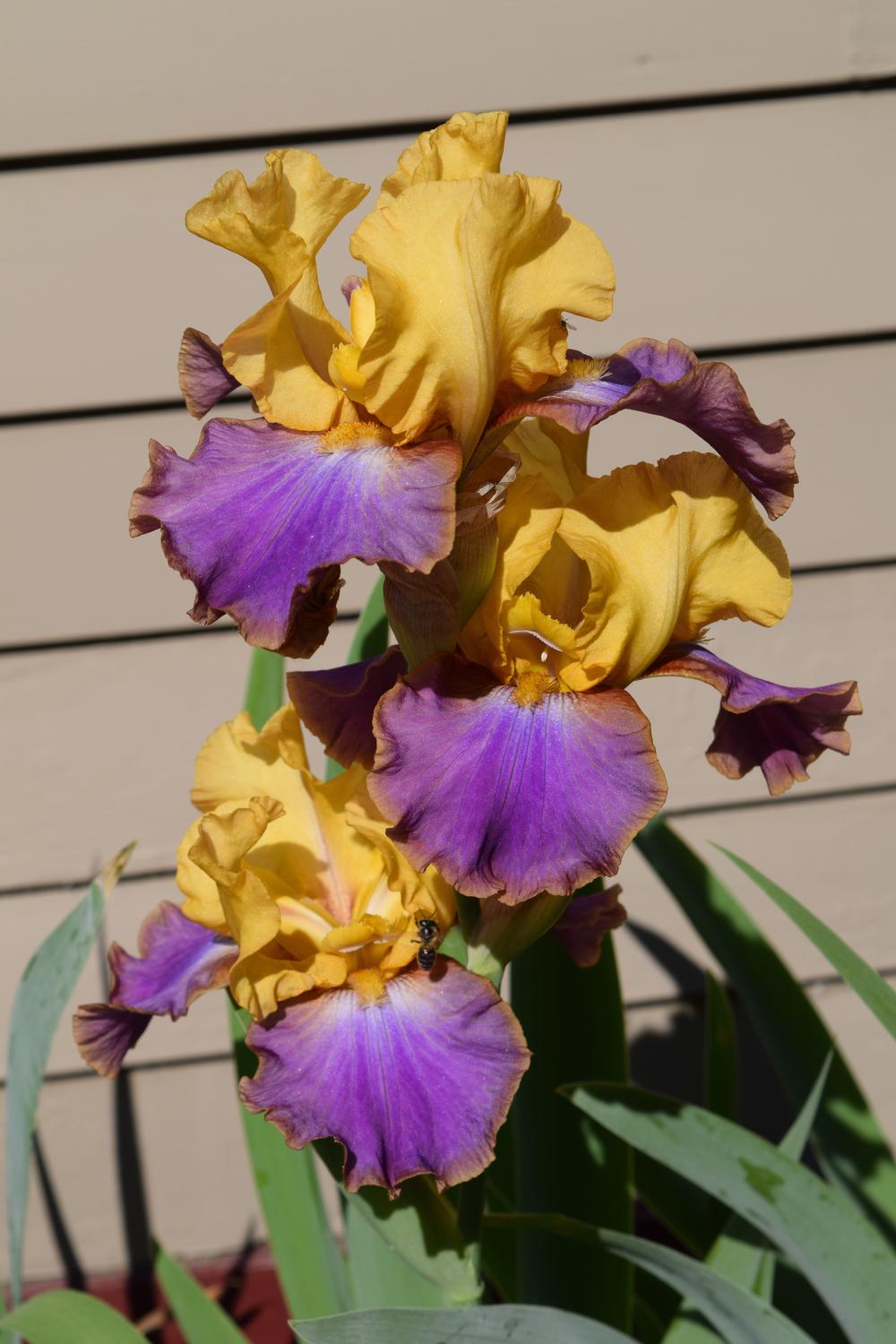Photo of Tall Bearded Iris (Iris 'Crooked Little Smile') uploaded by Dachsylady86