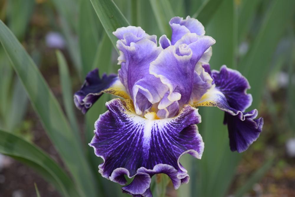 Photo of Tall Bearded Iris (Iris 'Belle Fille') uploaded by Dachsylady86