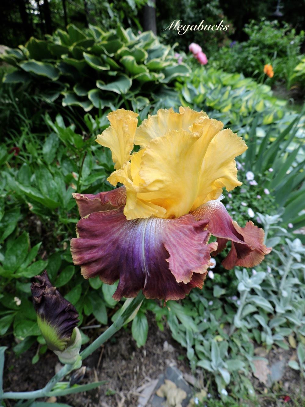 Photo of Tall Bearded Iris (Iris 'Megabucks') uploaded by Hemlass