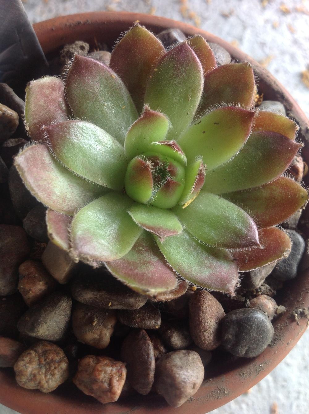 Photo of Hen and Chicks (Sempervivum 'Director Jacobs') uploaded by Lilydaydreamer