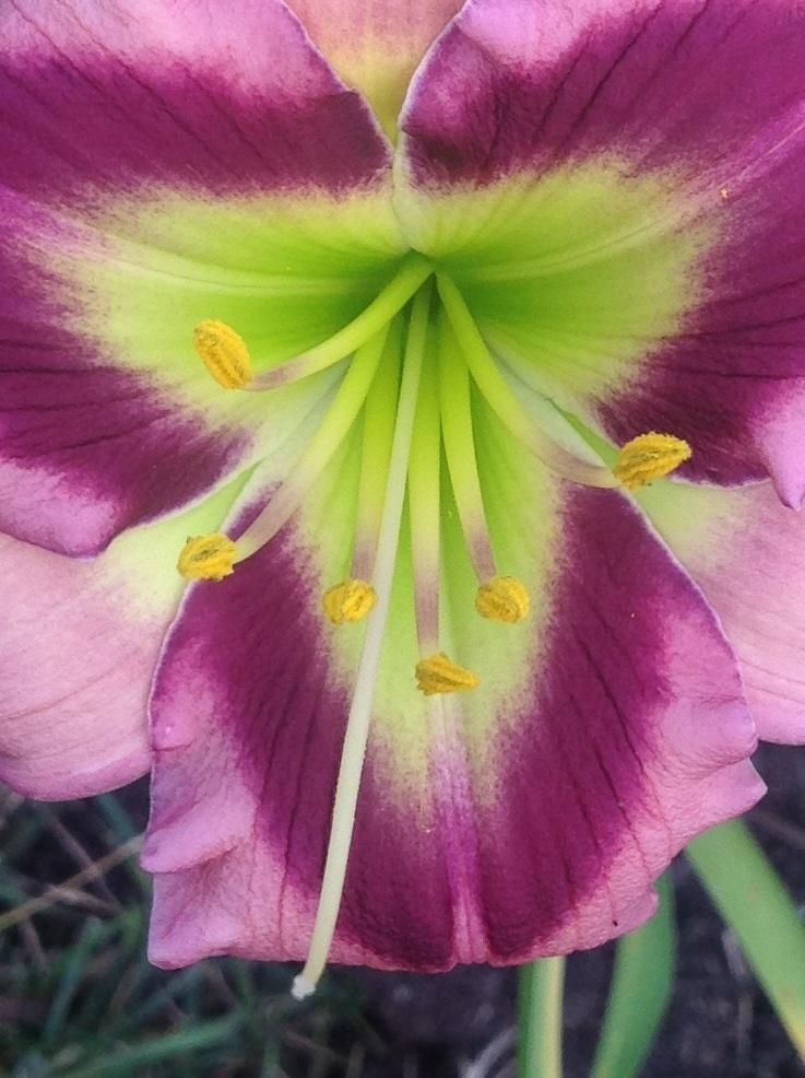 Photo of Daylily (Hemerocallis 'Malachite Prism') uploaded by Lilydaydreamer