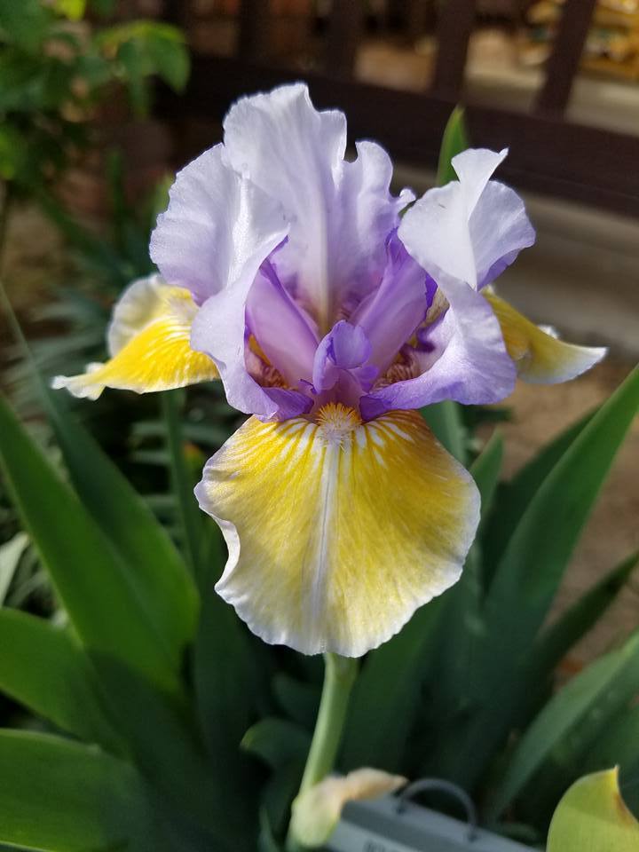 Photo of Intermediate Bearded Iris (Iris 'Bold Statement') uploaded by MZiris
