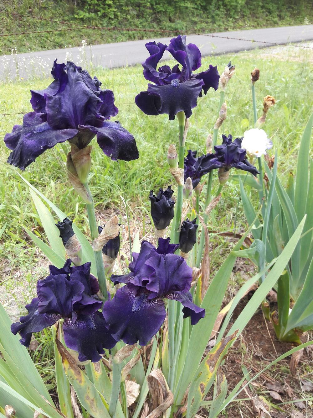 Photo of Tall Bearded Iris (Iris 'Obsidian') uploaded by Phytodiscovery