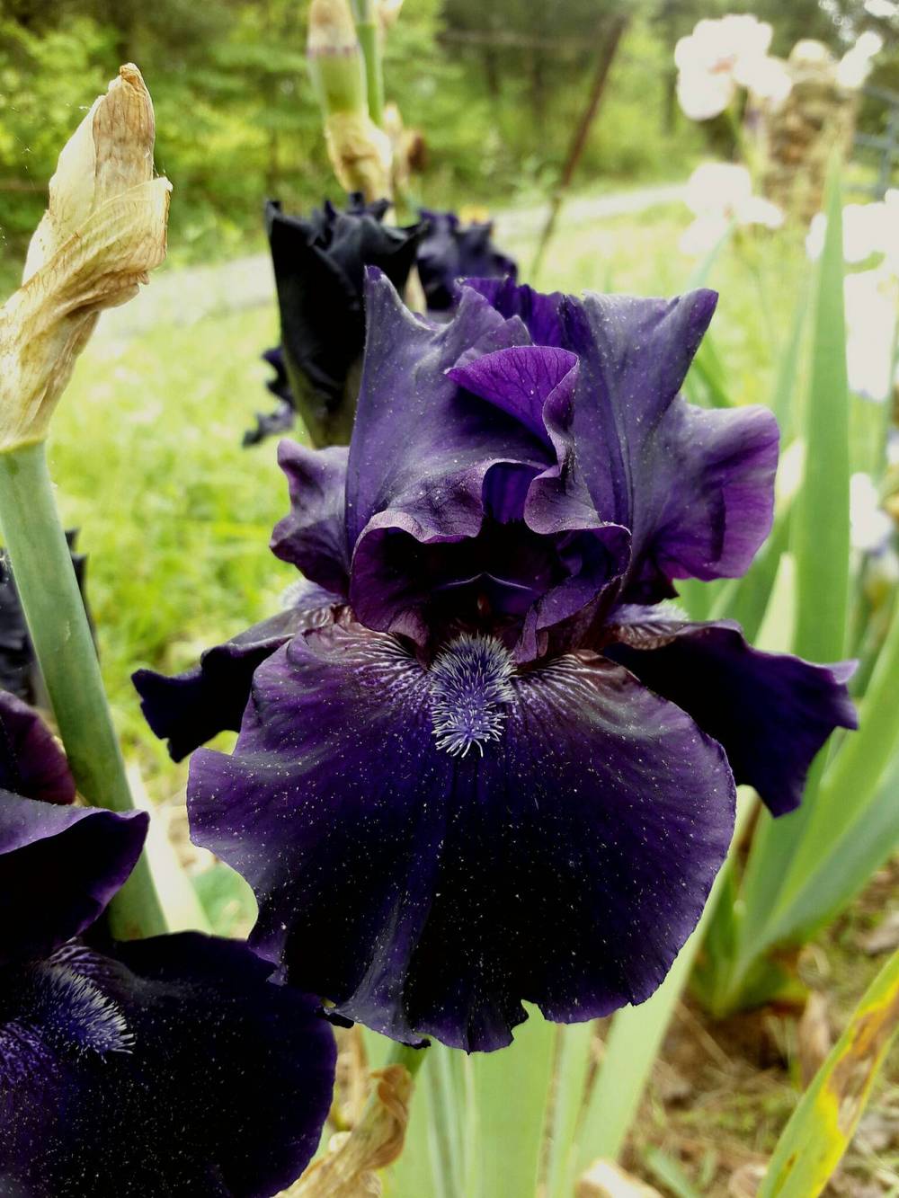 Photo of Tall Bearded Iris (Iris 'Obsidian') uploaded by Phytodiscovery