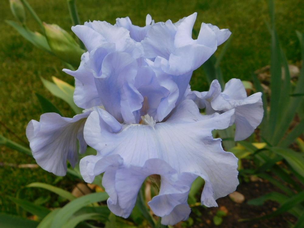Photo of Tall Bearded Iris (Iris 'Water Waltz') uploaded by bramedog