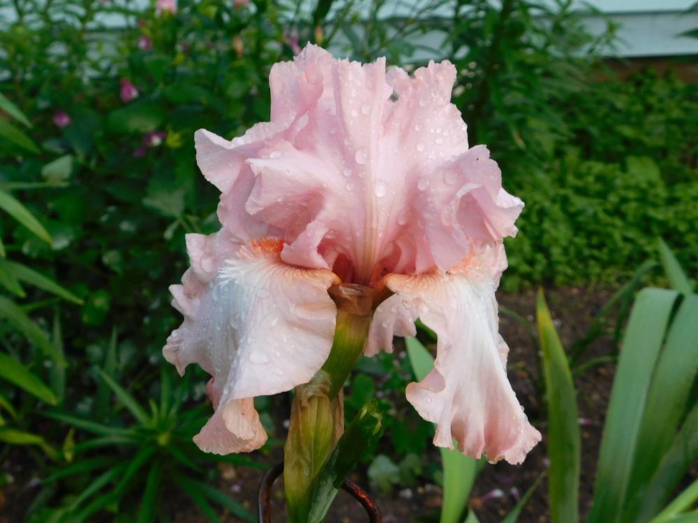 Photo of Tall Bearded Iris (Iris 'For Lovers Only') uploaded by bramedog