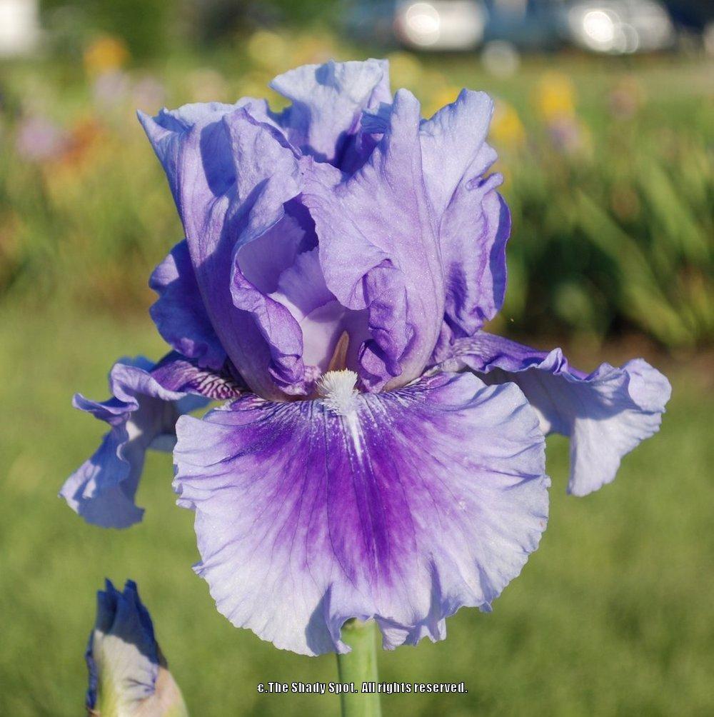Photo of Tall Bearded Iris (Iris 'No Count Blues') uploaded by lovemyhouse