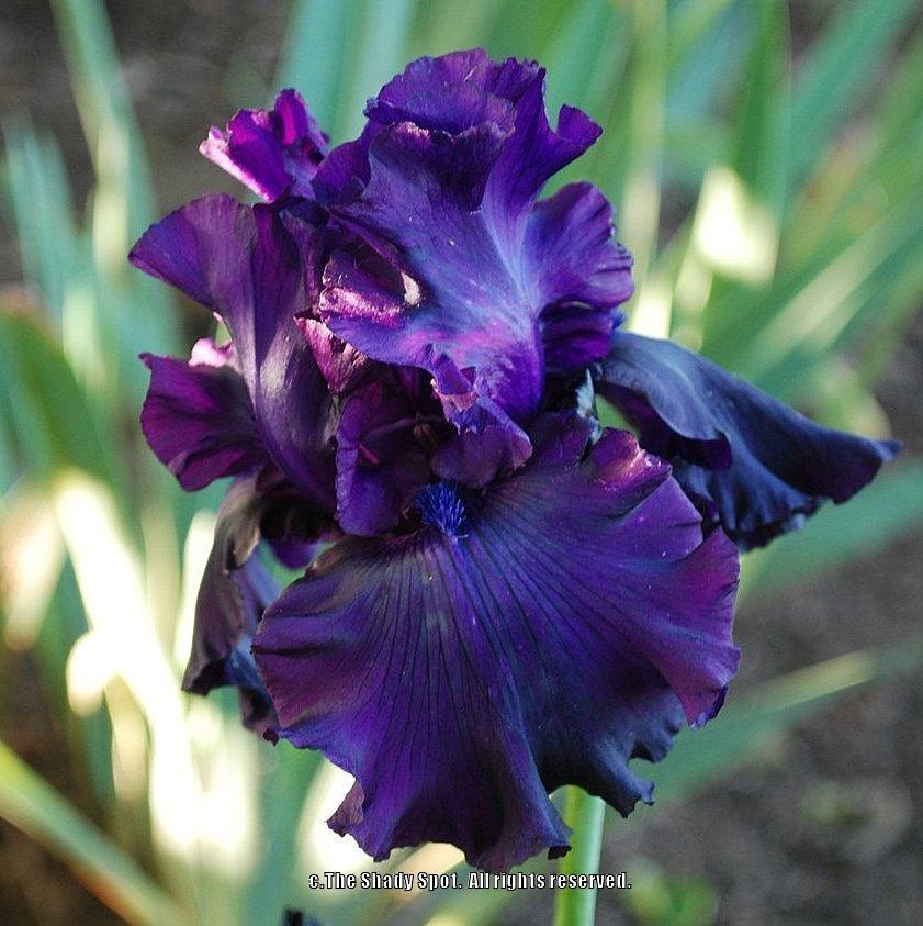 Photo of Tall Bearded Iris (Iris 'One More Night') uploaded by lovemyhouse