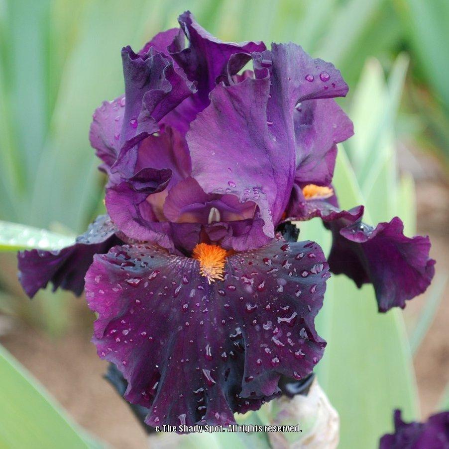 Photo of Tall Bearded Iris (Iris 'Night Moves') uploaded by lovemyhouse