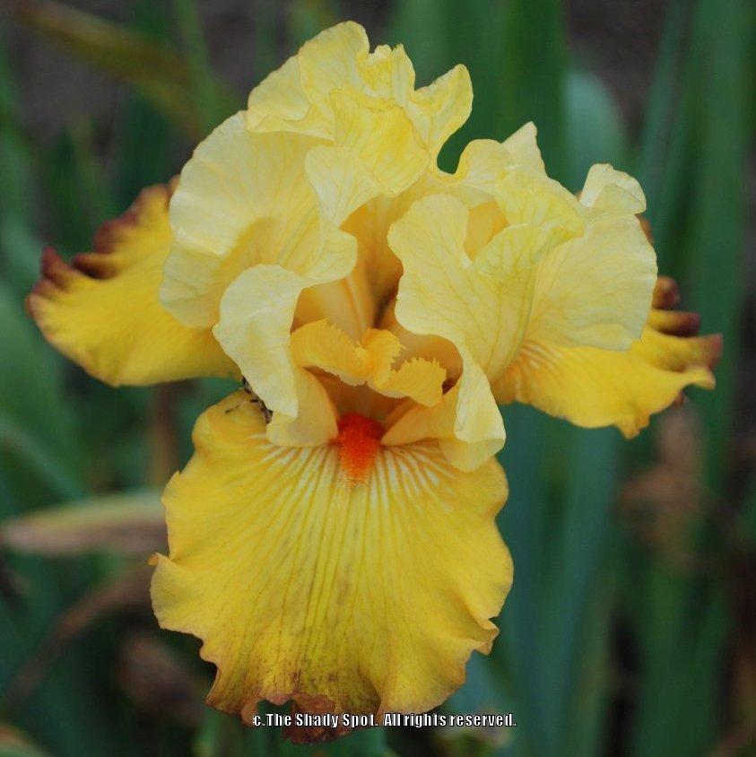 Photo of Tall Bearded Iris (Iris 'New Day Dawning') uploaded by lovemyhouse