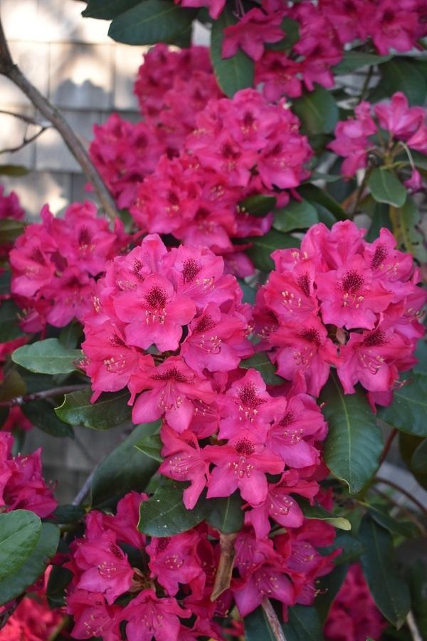Photo of Rhododendron 'Nova Zembla' uploaded by pixie62560