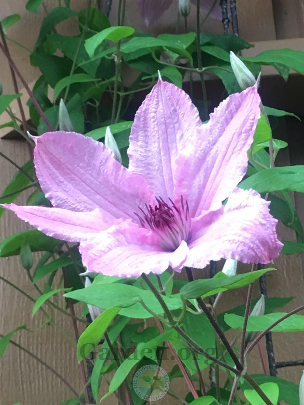 Photo of Clematis 'Ramona' uploaded by springcolor