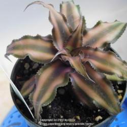 Location: Indoors - San Joaquin County, CA
Date: 2017-06-12 - Late Spring
Newly acquired Cryptanthus