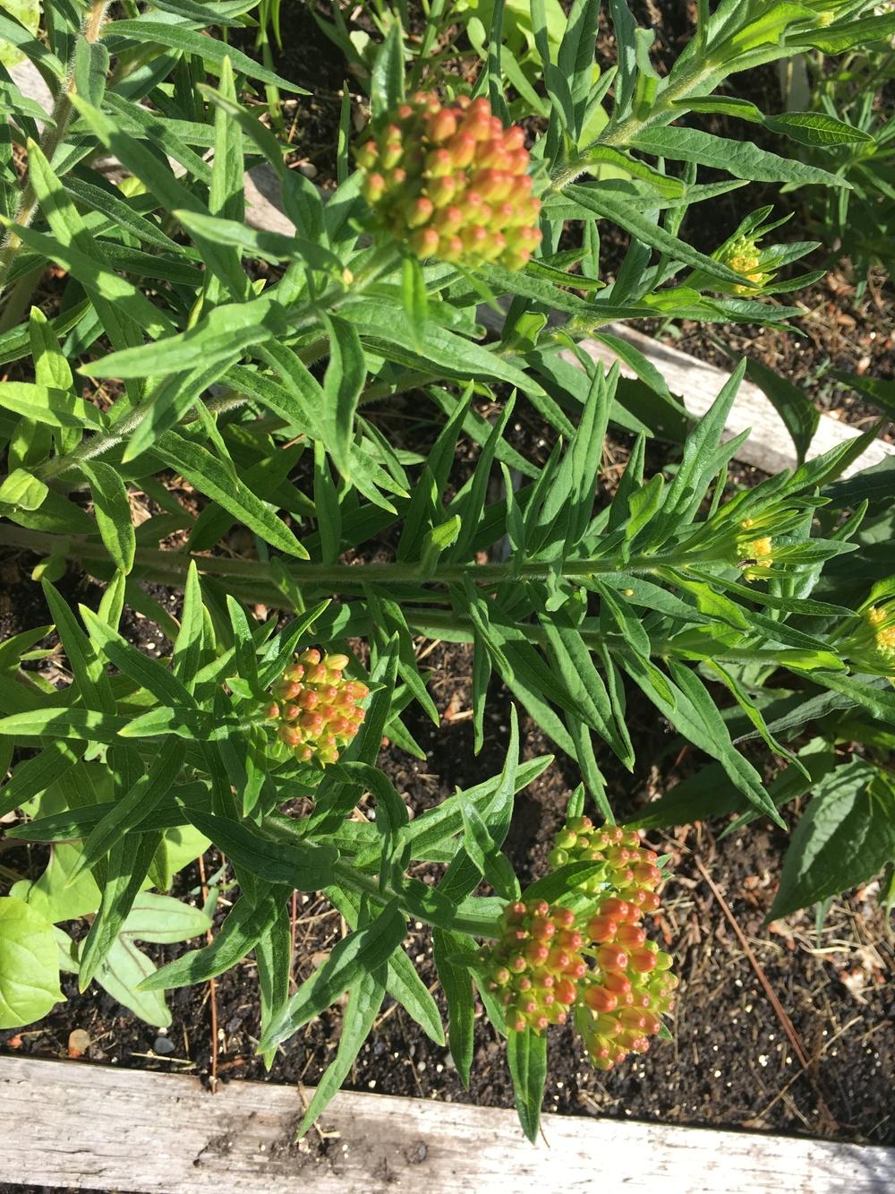 Photo of Butterfly Milkweed (Asclepias tuberosa) uploaded by Anderwood