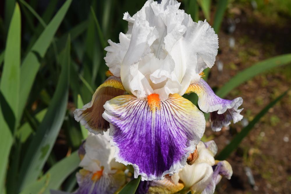 Photo of Tall Bearded Iris (Iris 'Mardi Gras Ball') uploaded by Dachsylady86