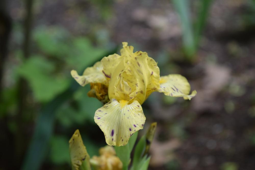 Photo of Miniature Tall Bearded Iris (Iris 'Gesundheit') uploaded by Dachsylady86