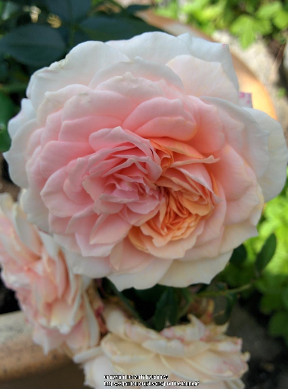 Photo of Rose (Rosa 'Garden of Roses') uploaded by JanneA