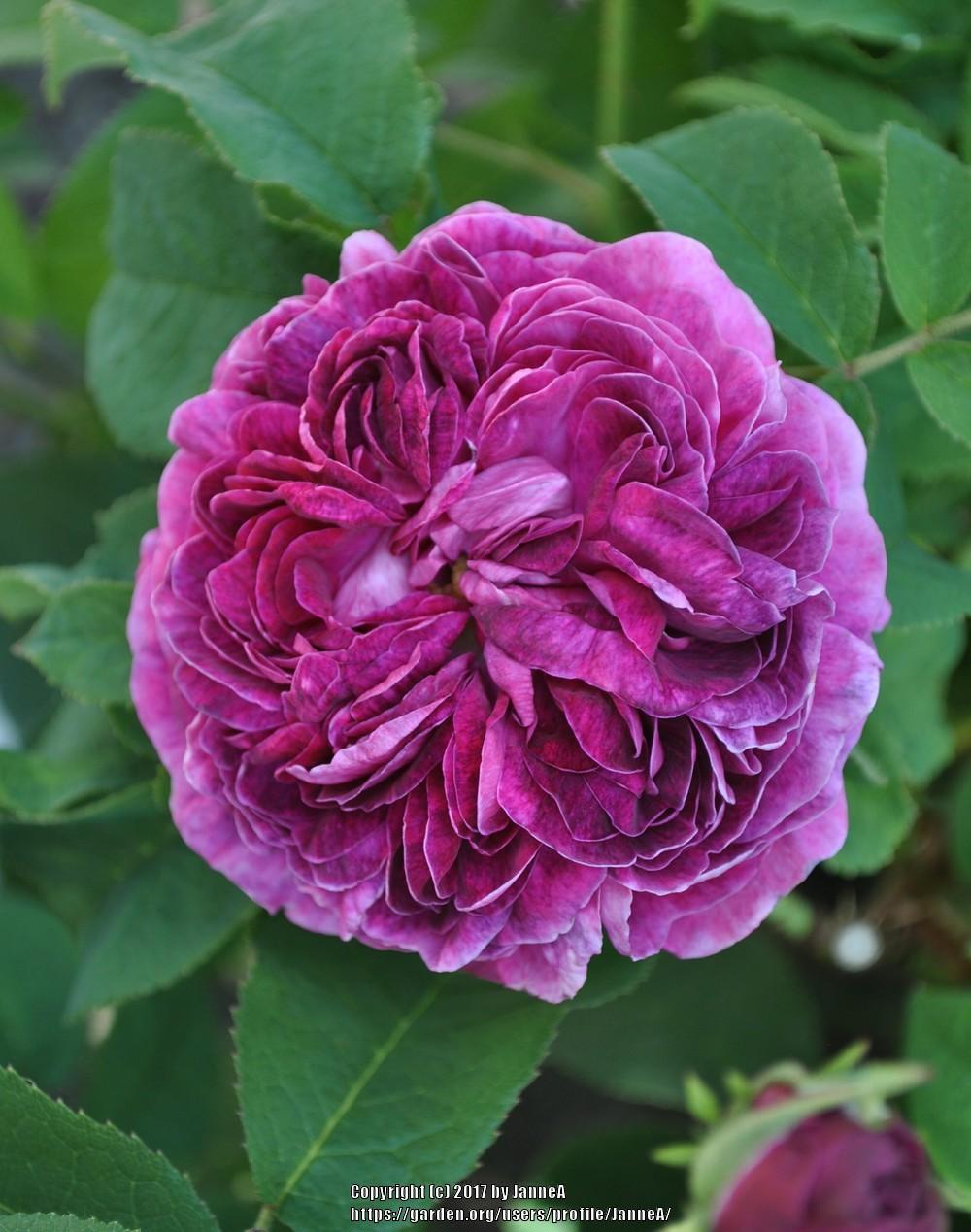 Photo of Gallica Rose (Rosa 'Charles de Mills') uploaded by JanneA