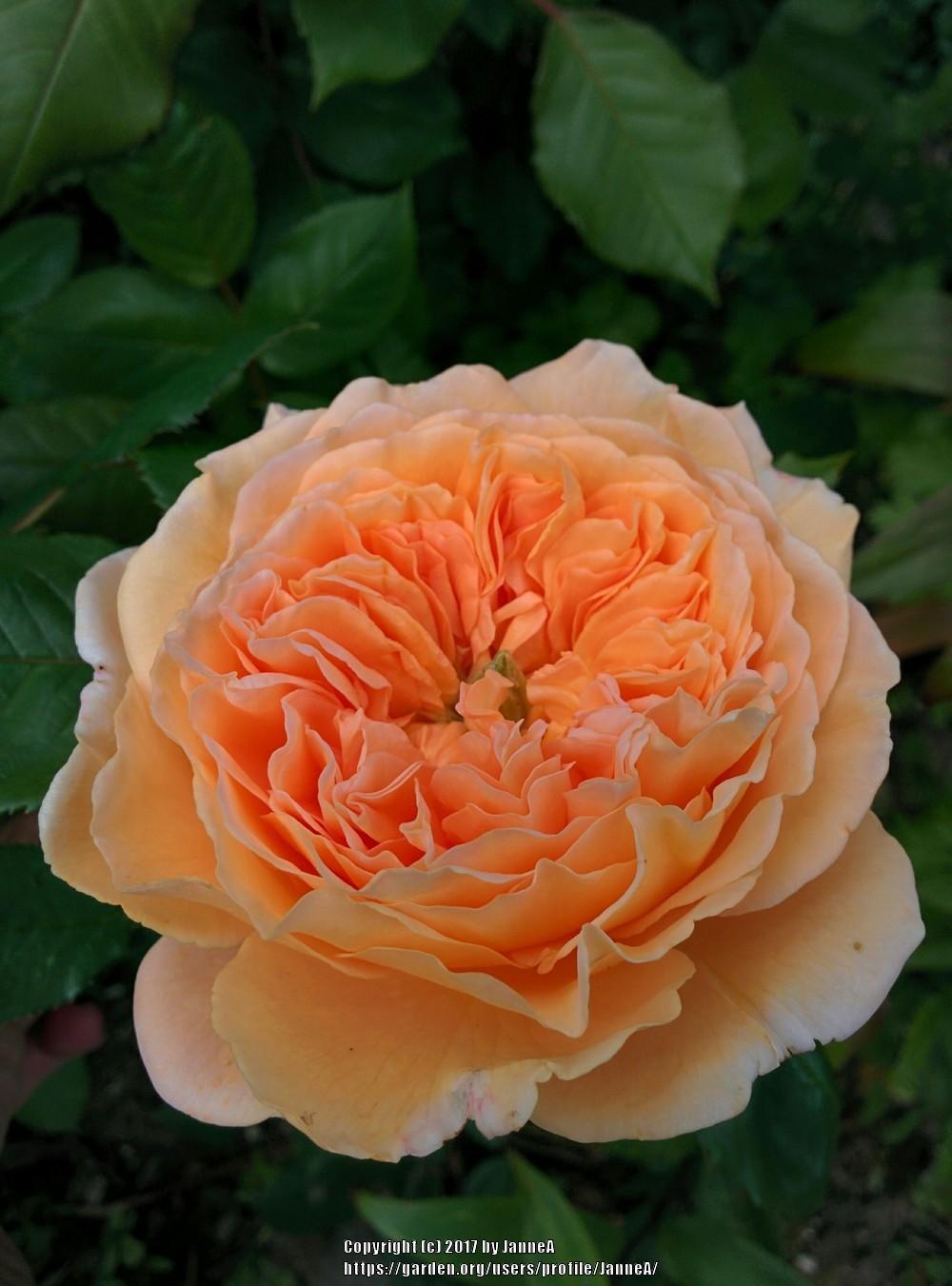 Photo of English Shrub Rose (Rosa 'Crown Princess Margareta') uploaded by JanneA