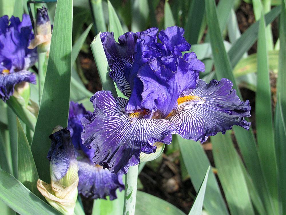 Photo of Tall Bearded Iris (Iris 'Clotho's Web') uploaded by Lestv