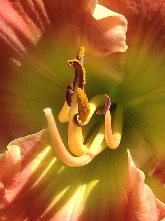 Photo of Daylily (Hemerocallis 'Worth It All') uploaded by Lilydaydreamer