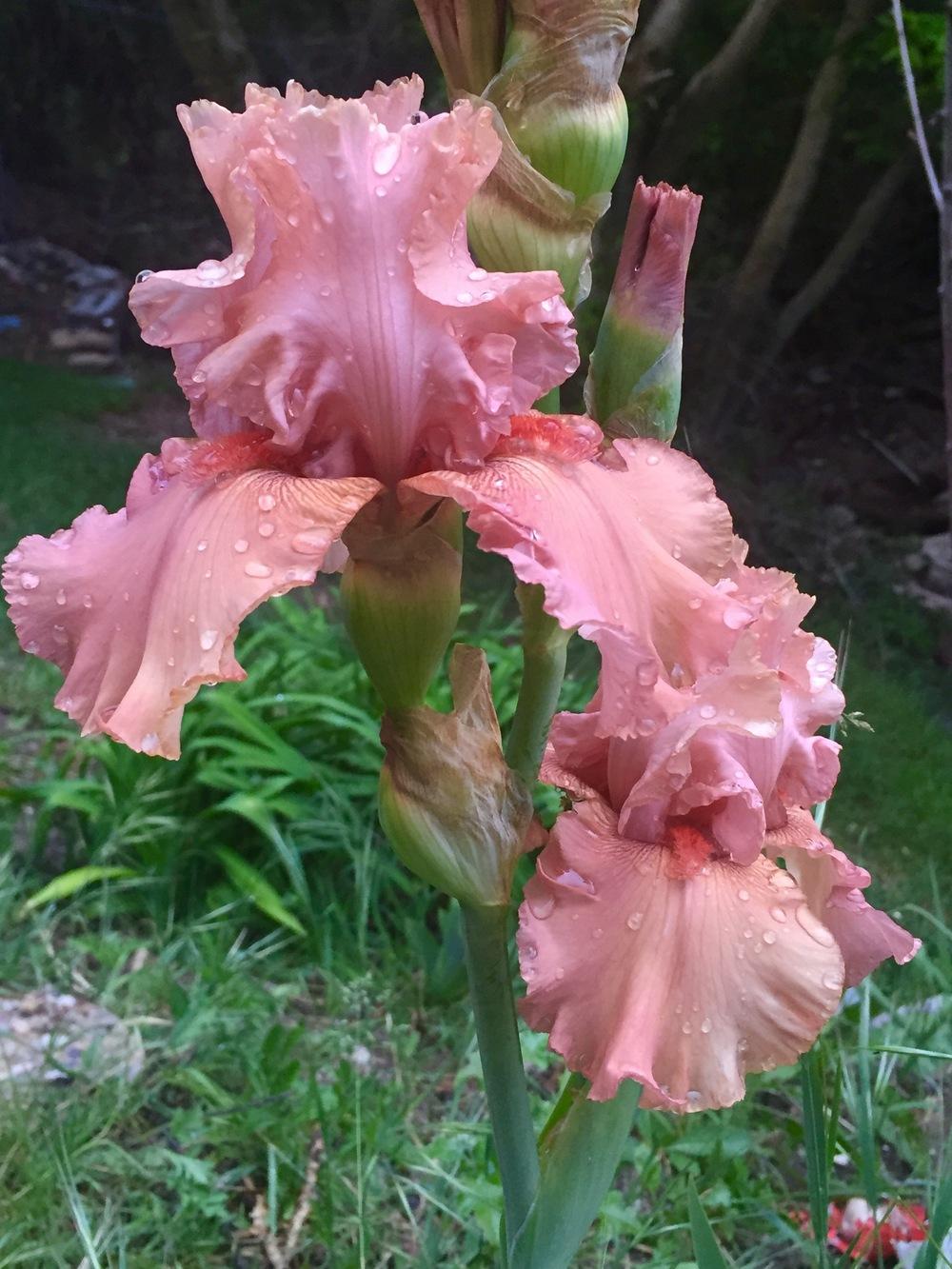 Photo of Tall Bearded Iris (Iris 'In Love Again') uploaded by SpringGreenThumb