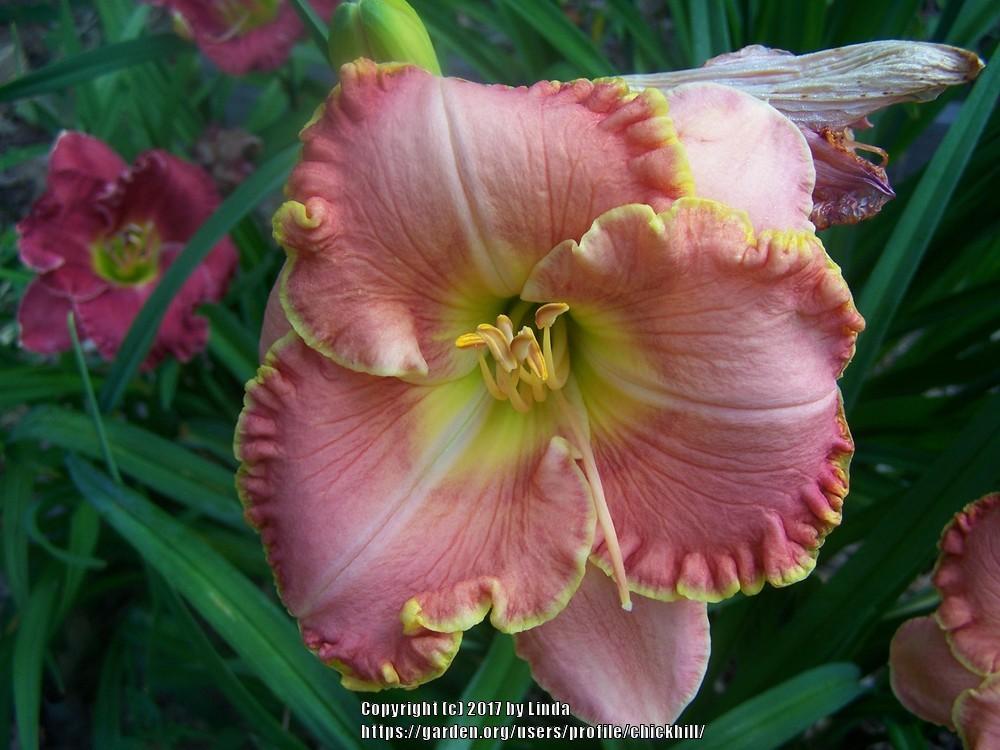 Photo of Daylilies (Hemerocallis) uploaded by chickhill