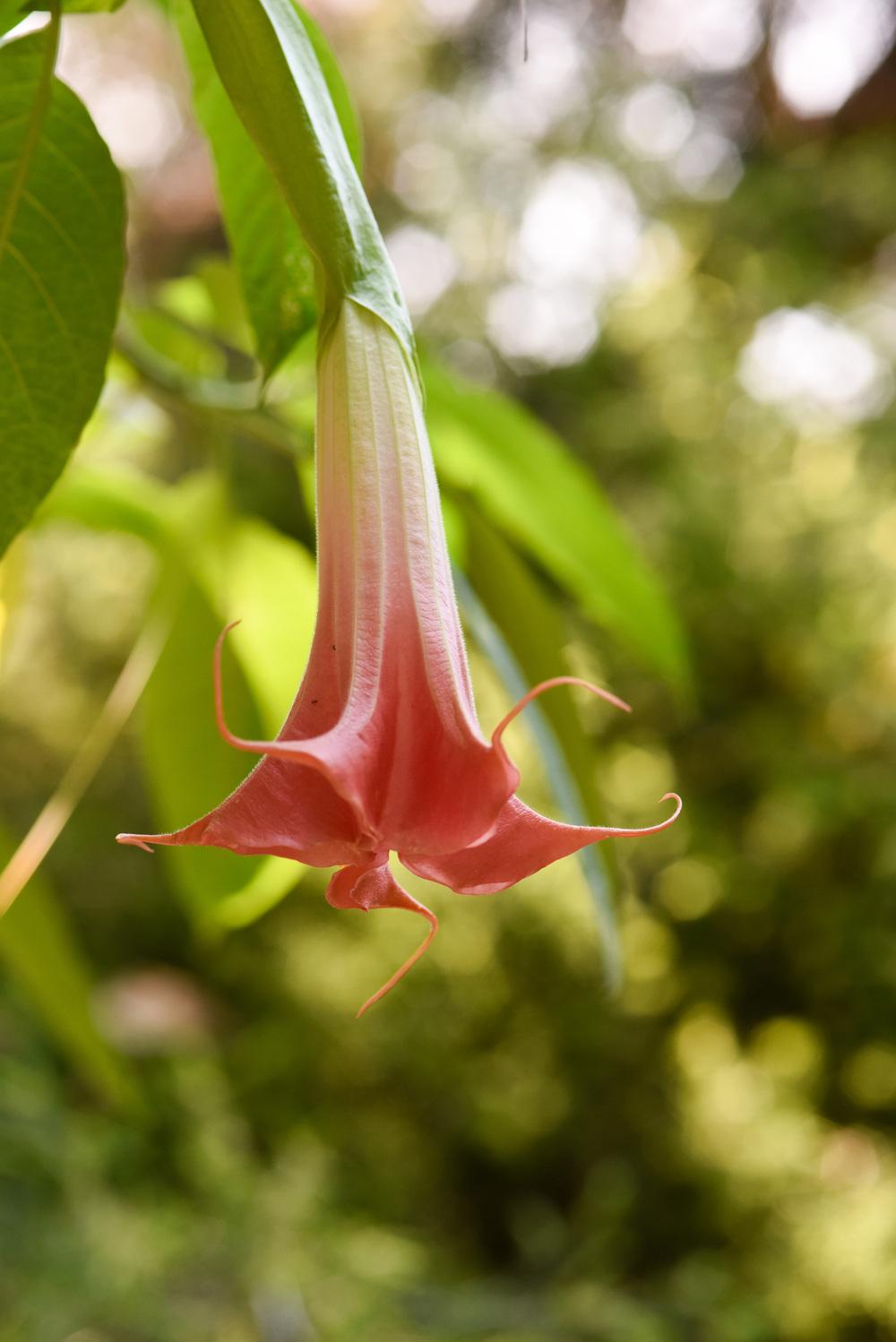 Photo of Angel Trumpet (Brugmansia suaveolens) uploaded by cliftoncat
