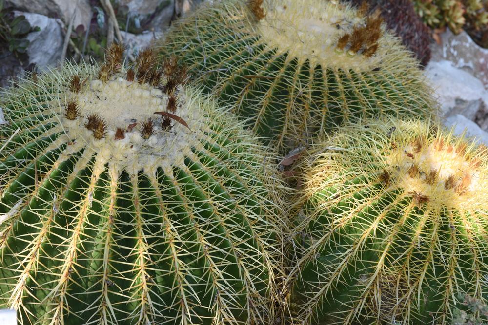 Photo of Golden Barrel Cactus (Kroenleinia grusonii) uploaded by cliftoncat