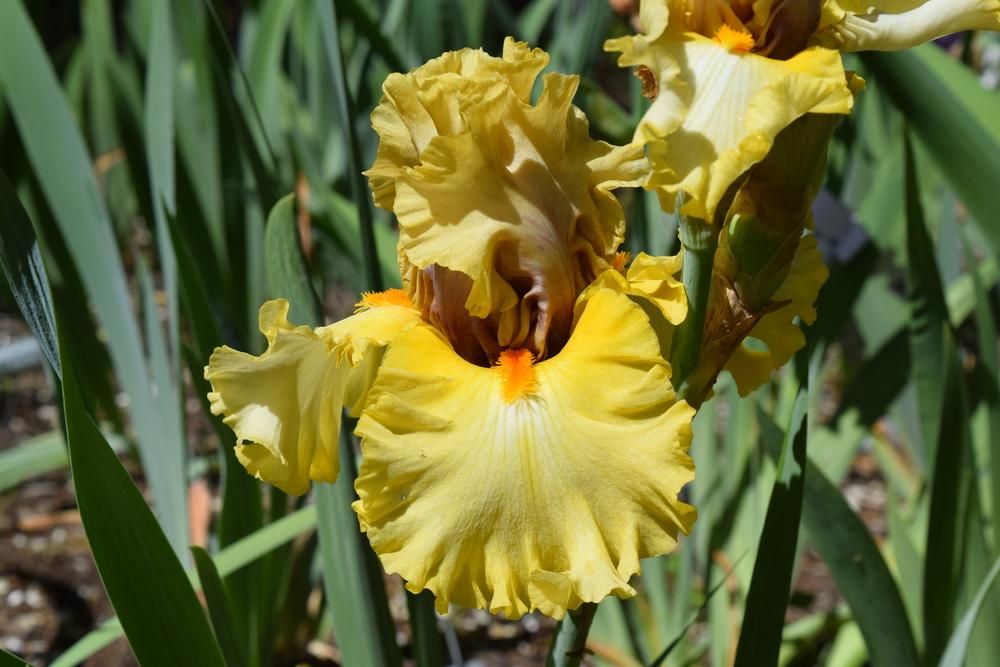 Photo of Tall Bearded Iris (Iris 'Idle Rich') uploaded by Dachsylady86