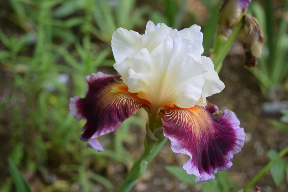 Photo of Tall Bearded Iris (Iris 'Care To Dance') uploaded by Dachsylady86