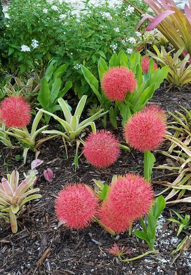 Photo of African Blood Lily (Scadoxus multiflorus) uploaded by Dutchlady1